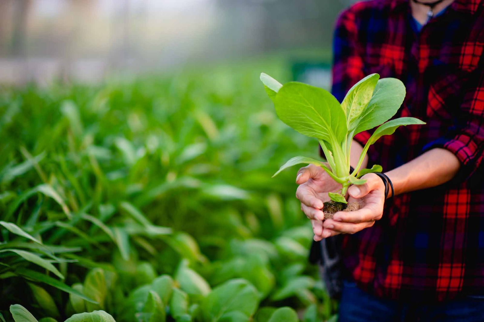 Organic agricultural inputs